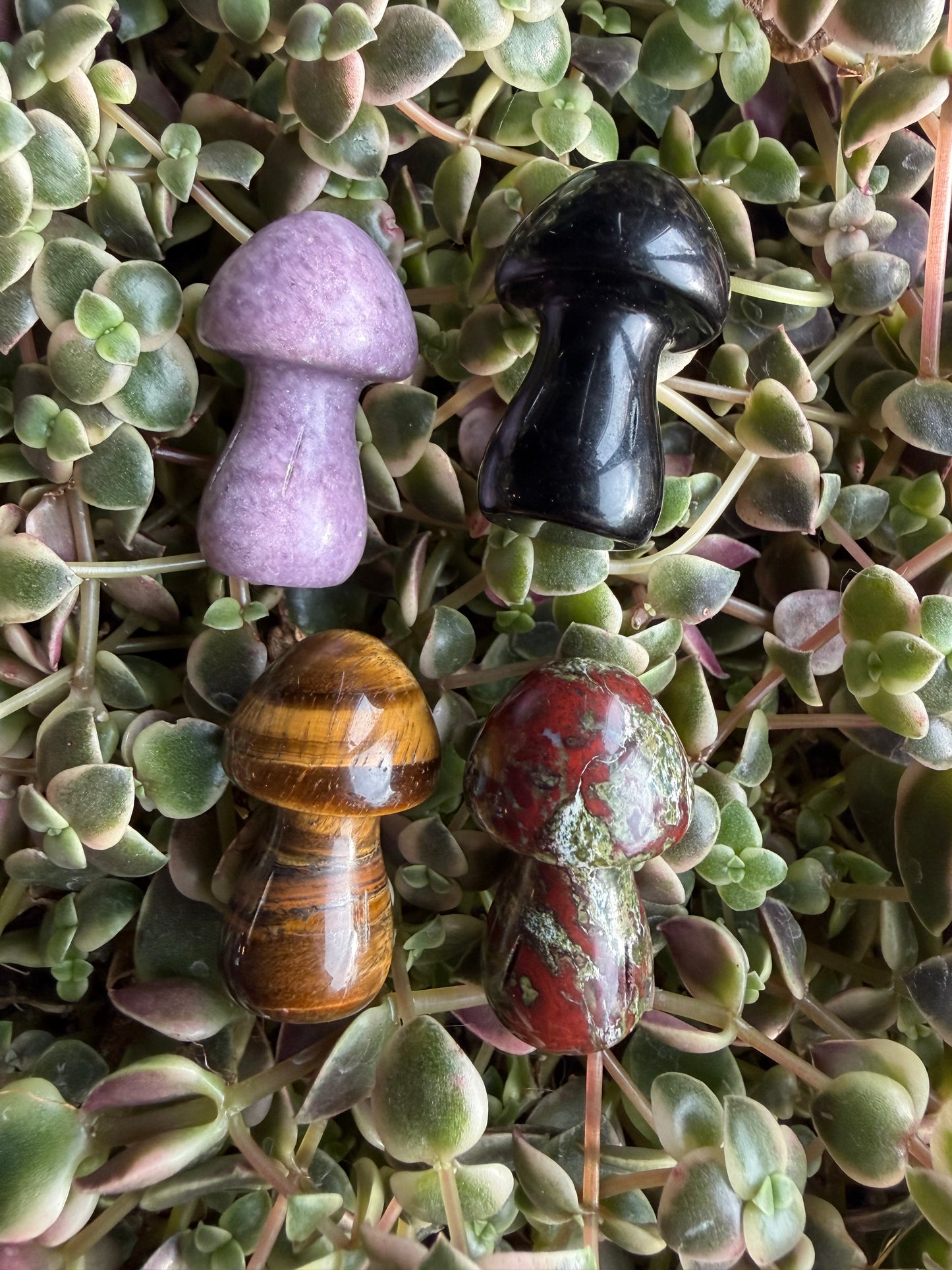 4 pc Mini Mushroom Set