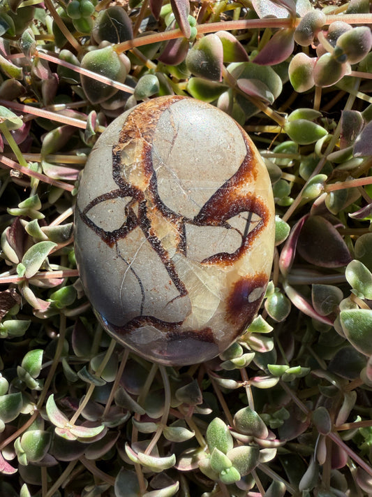 Septarian Palm Stone