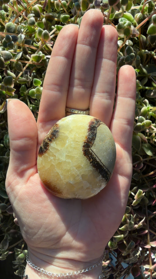 Septarian Palm Stone