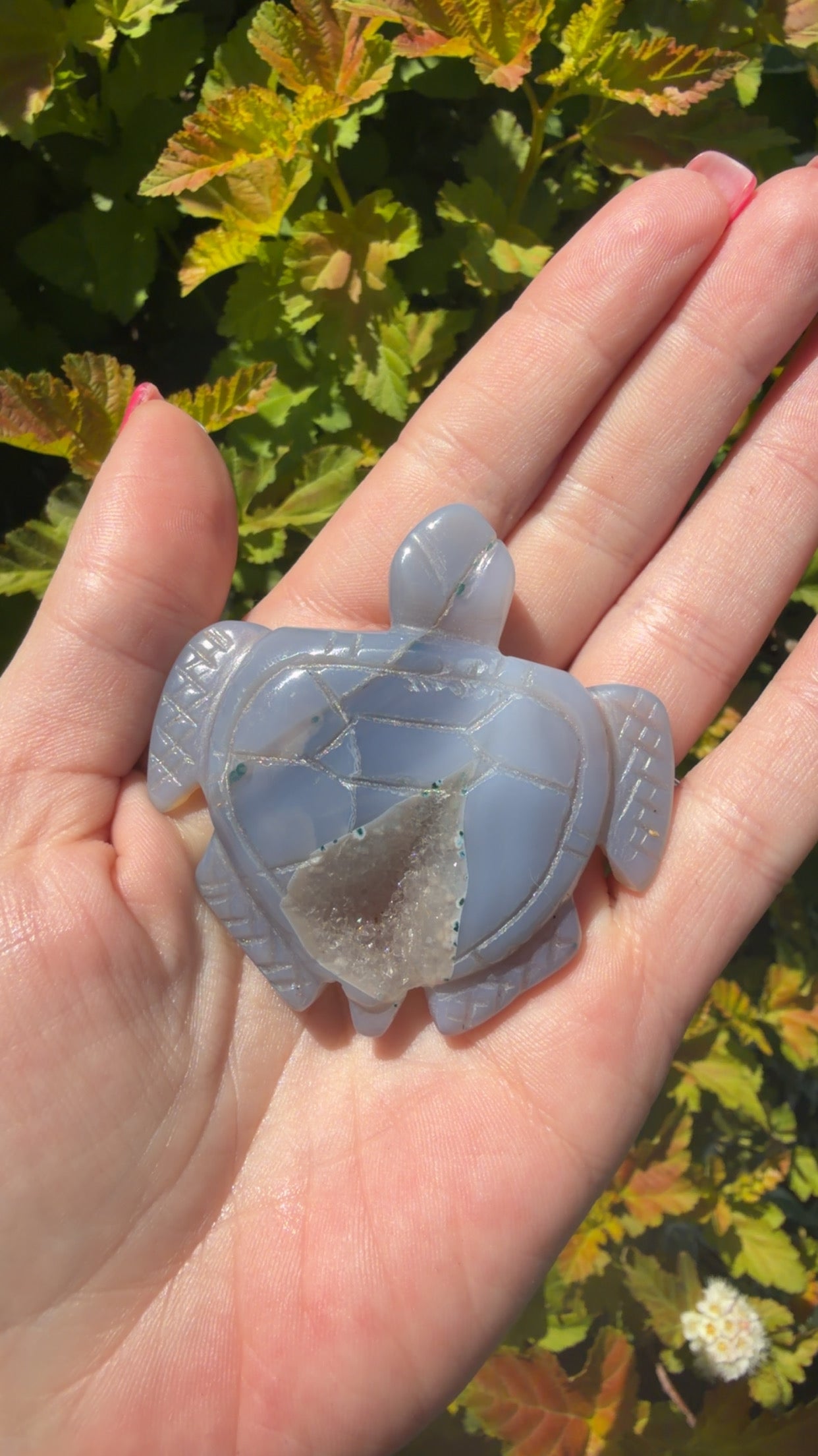 Agate Turtle